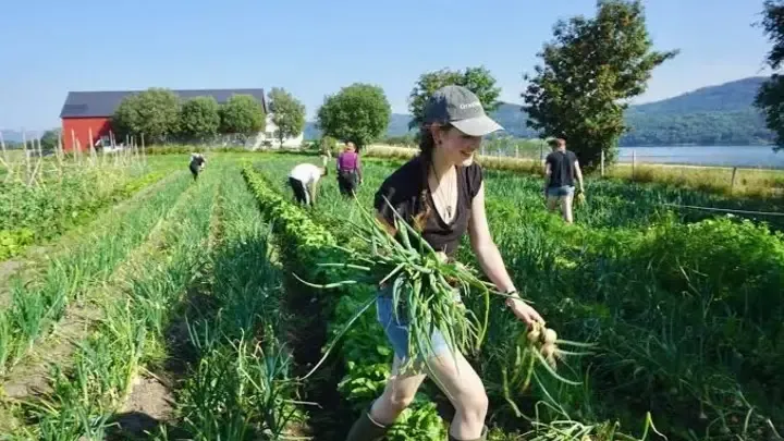 Ofrecen alojamiento y comida gratis en Noruega a cambio de trabajar en una granja.